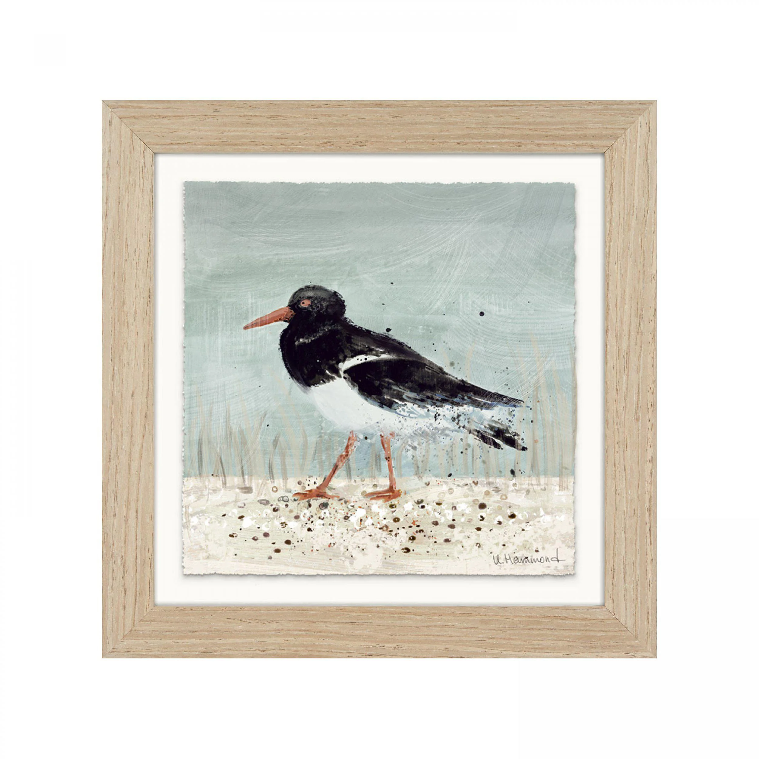Oyster Catcher.jpg