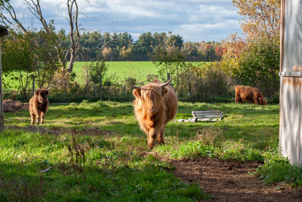Farm Charm-Saint-PaulQC-natural-light-photography-studio-lifestyle-photoshoot-location-editorial-commercial-photography-5.jpg