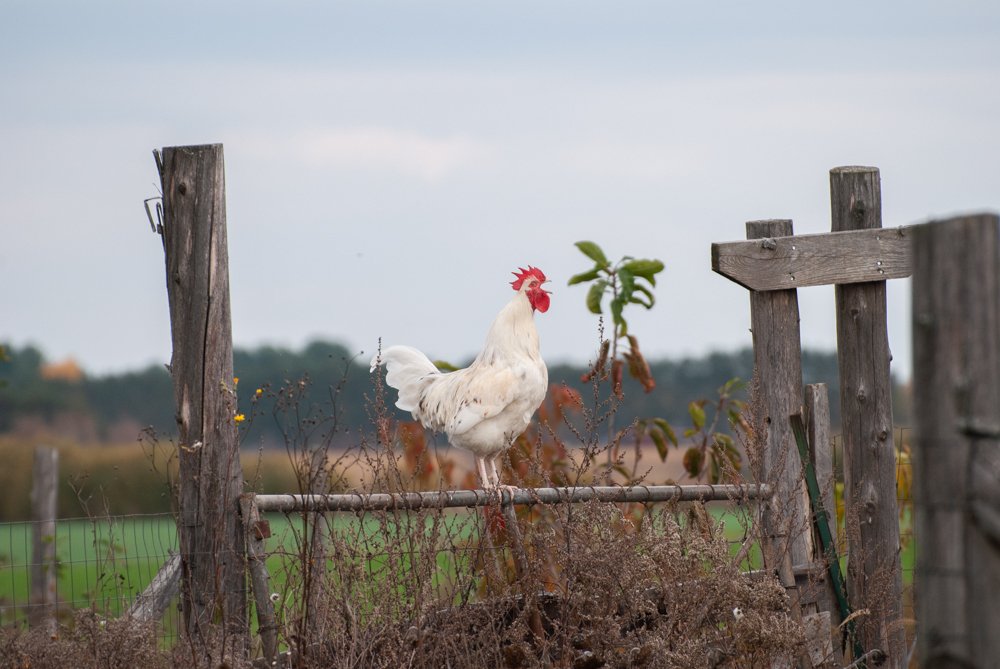 Farm Charm-Saint-PaulQC-natural-light-photography-studio-lifestyle-photoshoot-location-editorial-commercial-photography-7.jpg