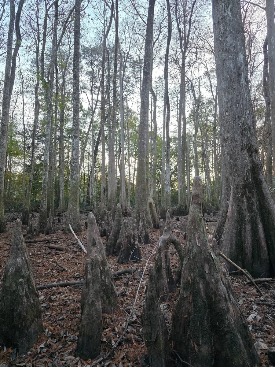 A-Frame Oasis-Ponce de LeonFL-natural-light-photography-studio-lifestyle-photoshoot-location-editorial-commercial-photography-3.jpg