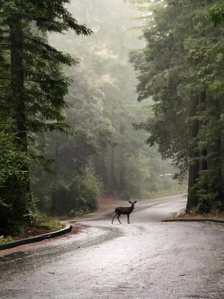 Redwood Refuge-The Sea RanchCA-natural-light-photography-studio-lifestyle-photoshoot-location-editorial-commercial-photography-1.jpg