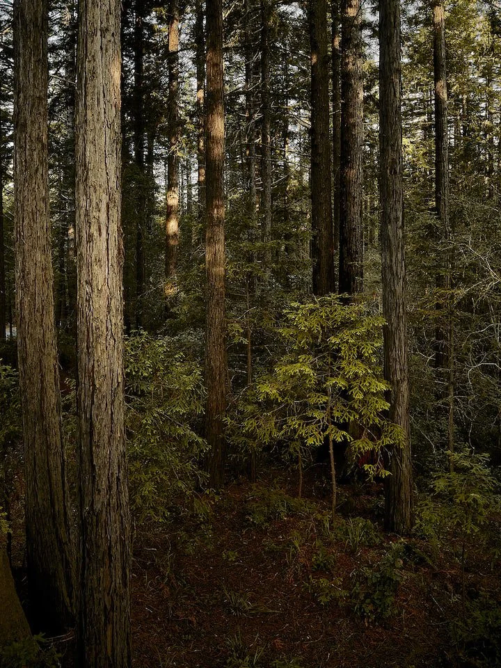 Redwood Refuge-The Sea RanchCA-natural-light-photography-studio-lifestyle-photoshoot-location-editorial-commercial-photography-2.jpg