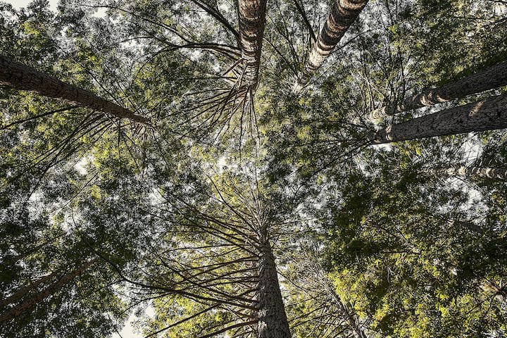 Redwood Refuge-The Sea RanchCA-natural-light-photography-studio-lifestyle-photoshoot-location-editorial-commercial-photography-13.jpg