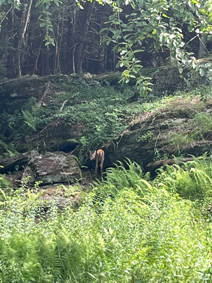 Forest Loft-4583-JeffersonvilleNY-natural-light-photography-studio-lifestyle-photoshoot-location-editorial-commercial-photography-1.jpg