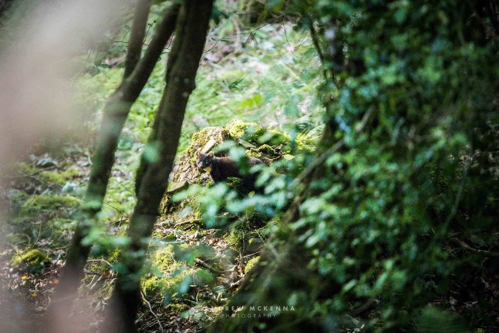Ireland's most elusive animal spotted in Tollymore Forest Park. The Pine  Marten. — Andrew McKenna Wedding Photography Newcastle County Down Northern  Ireland
