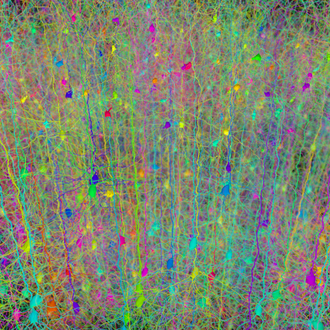 The image above is a computer simulation of the branching architecture of the dendrites of pyramidal neurons from the Wikipedia article on “Mind.”