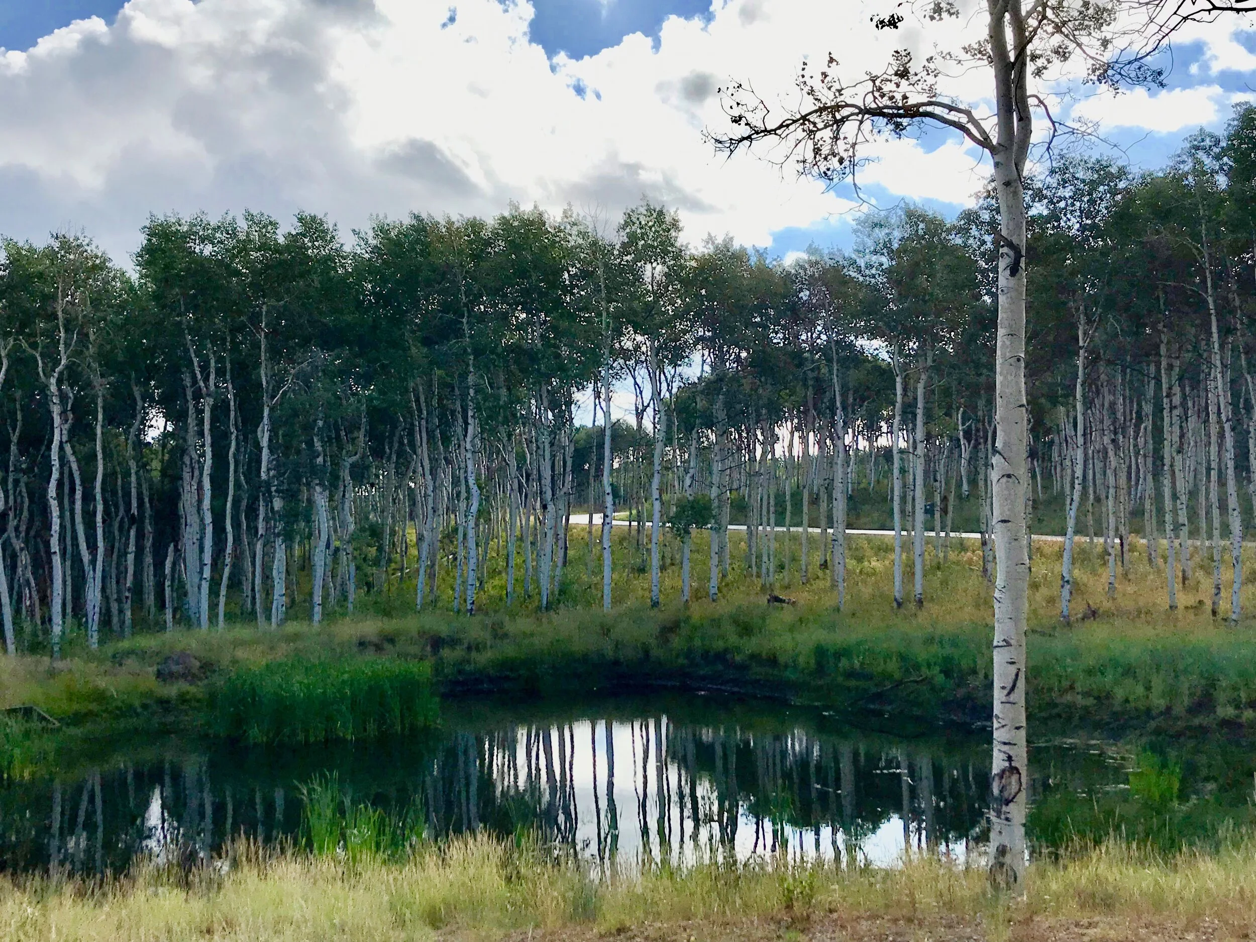 A pond and stand of aspens near Chris’s home