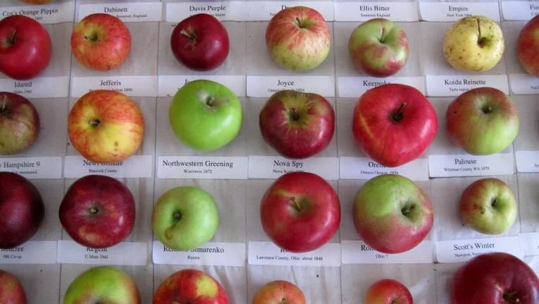 Nutritionally, Not All Apple Varieties Are Alike — Confessions of a ...