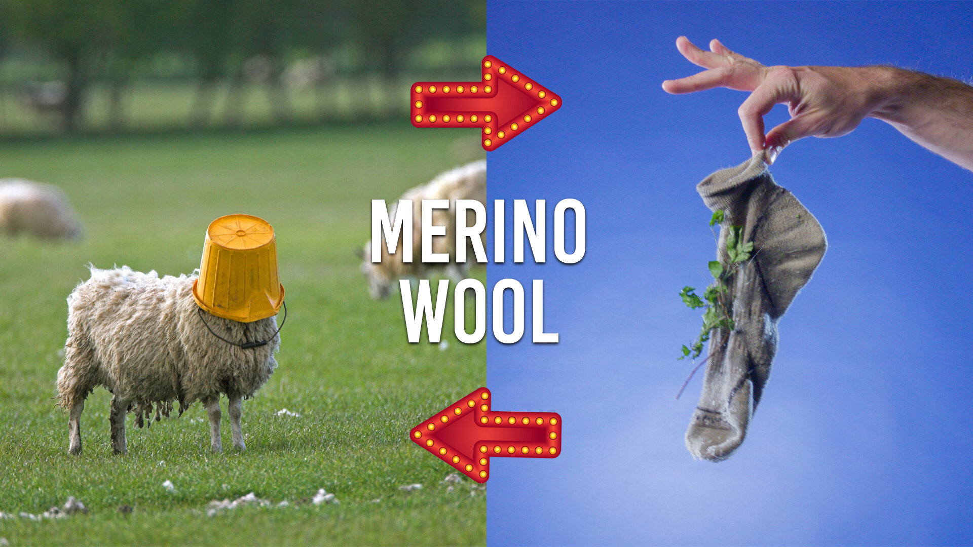 Bucket Sheep Merino Wool.jpg