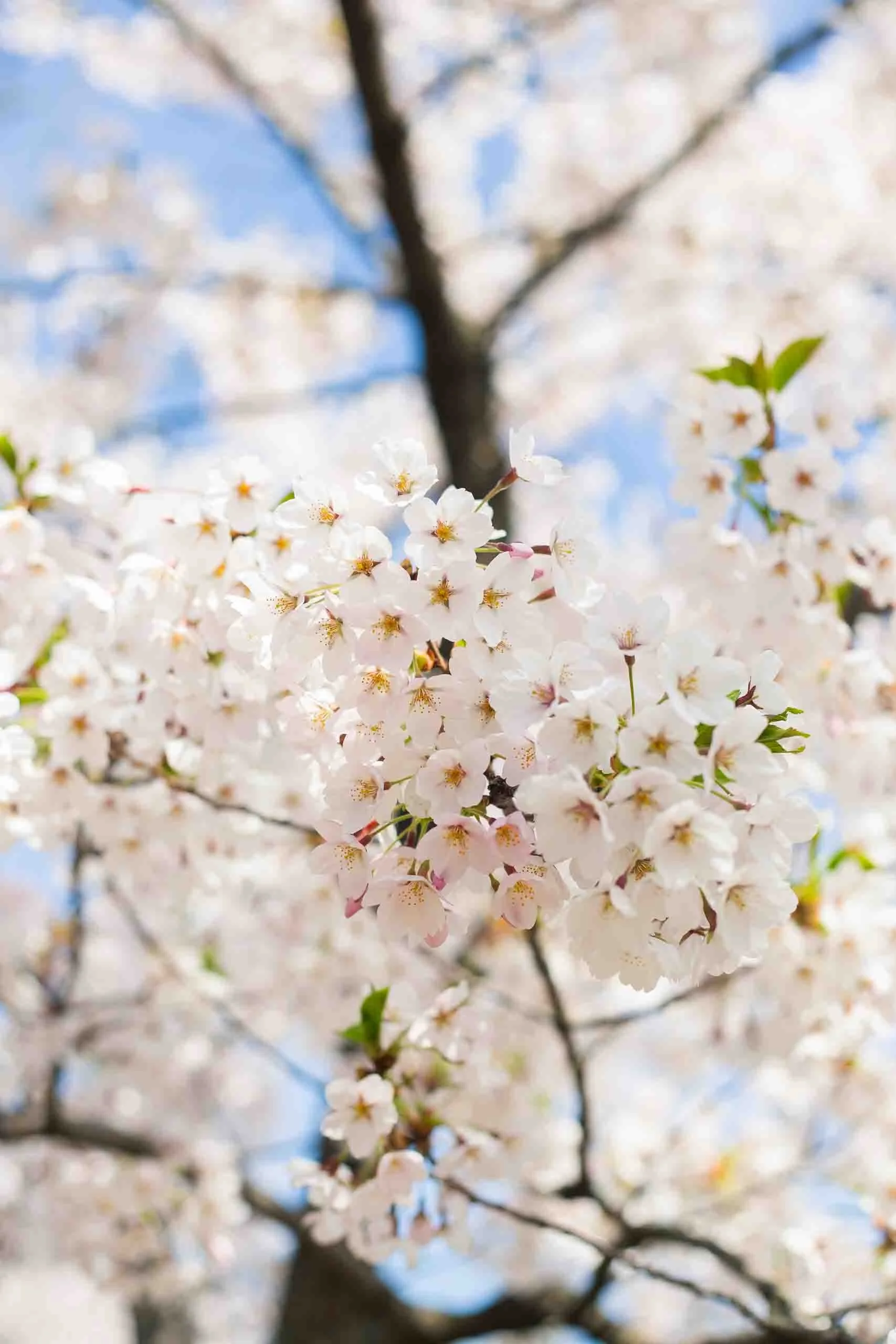 Toronto cherry blossom engagement photographer
