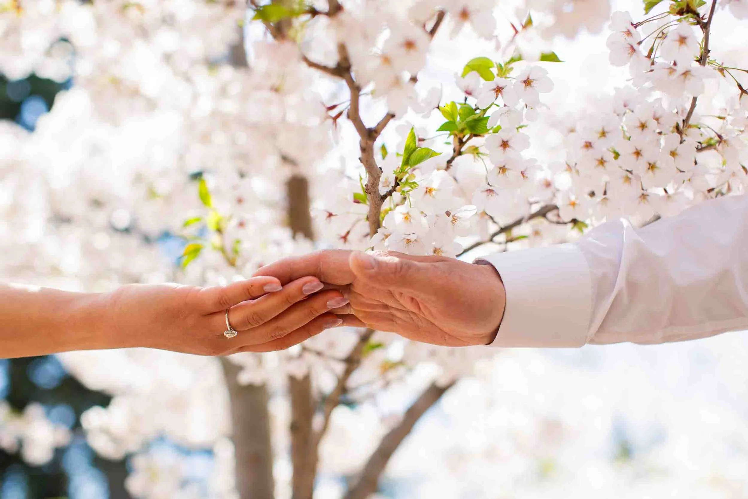 Cherry blossom engagement photos at High Park
