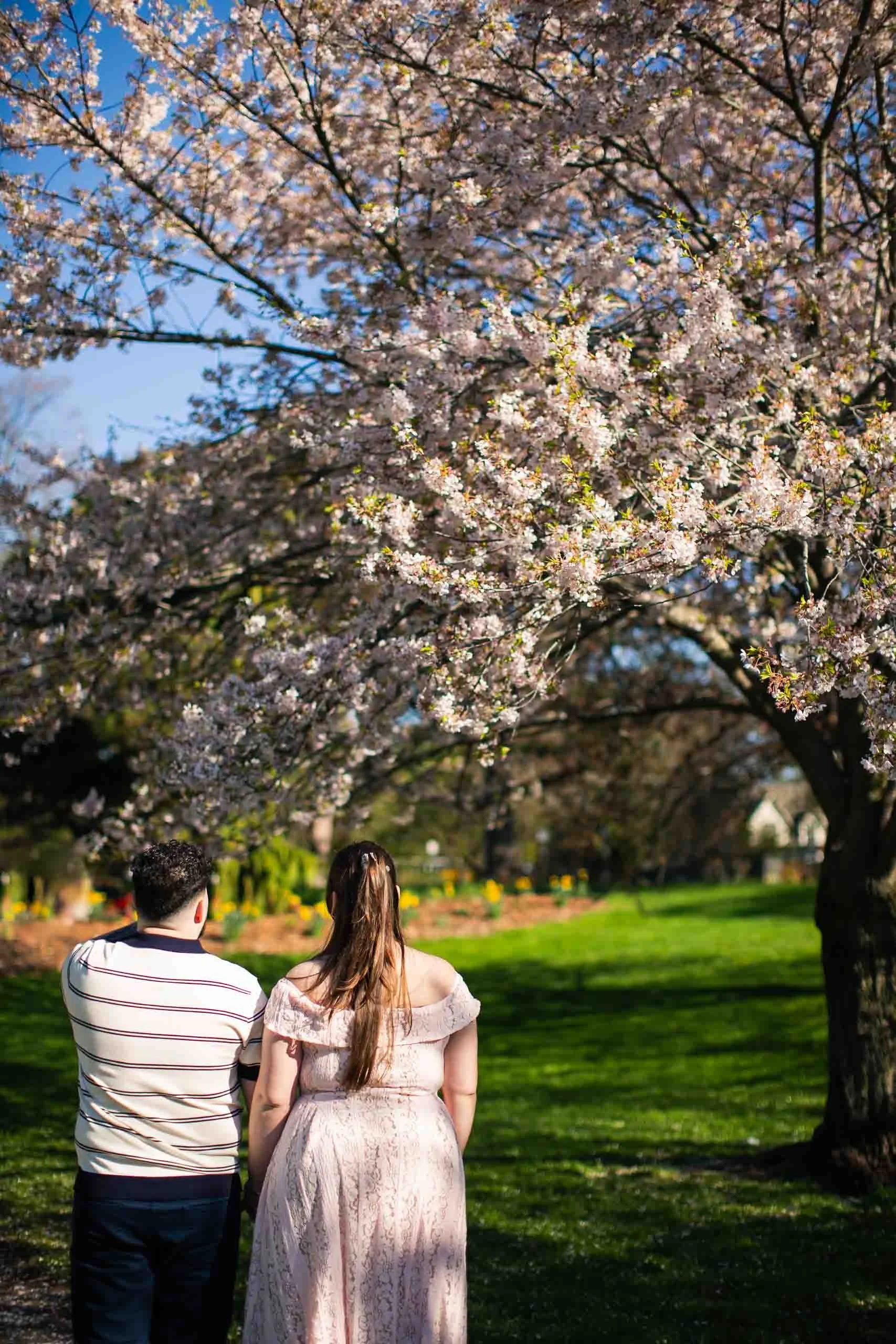 gairloch-gardens-cherry-blossom-surprise-proposal-oakville-candid-editorial.jpg-3.jpg