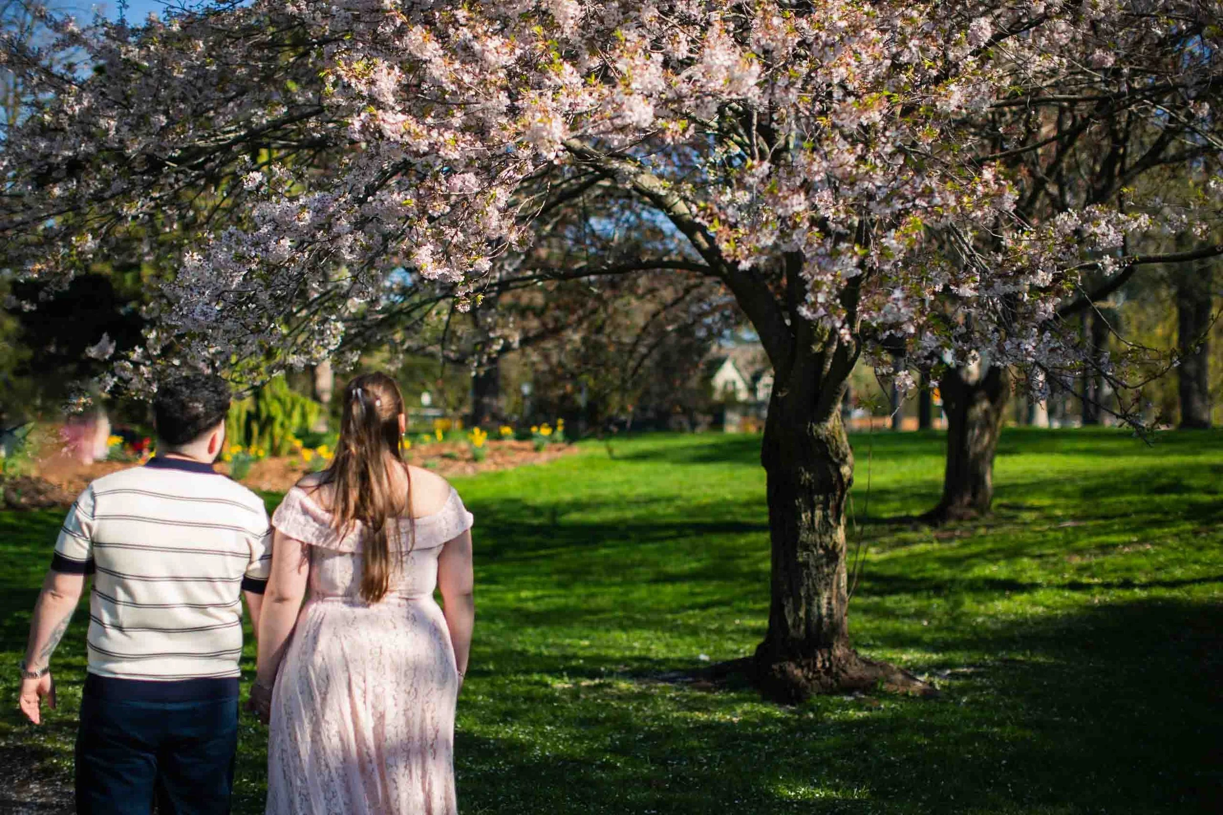 Cherry blossoms oakville surprise proposal photoshoot.
