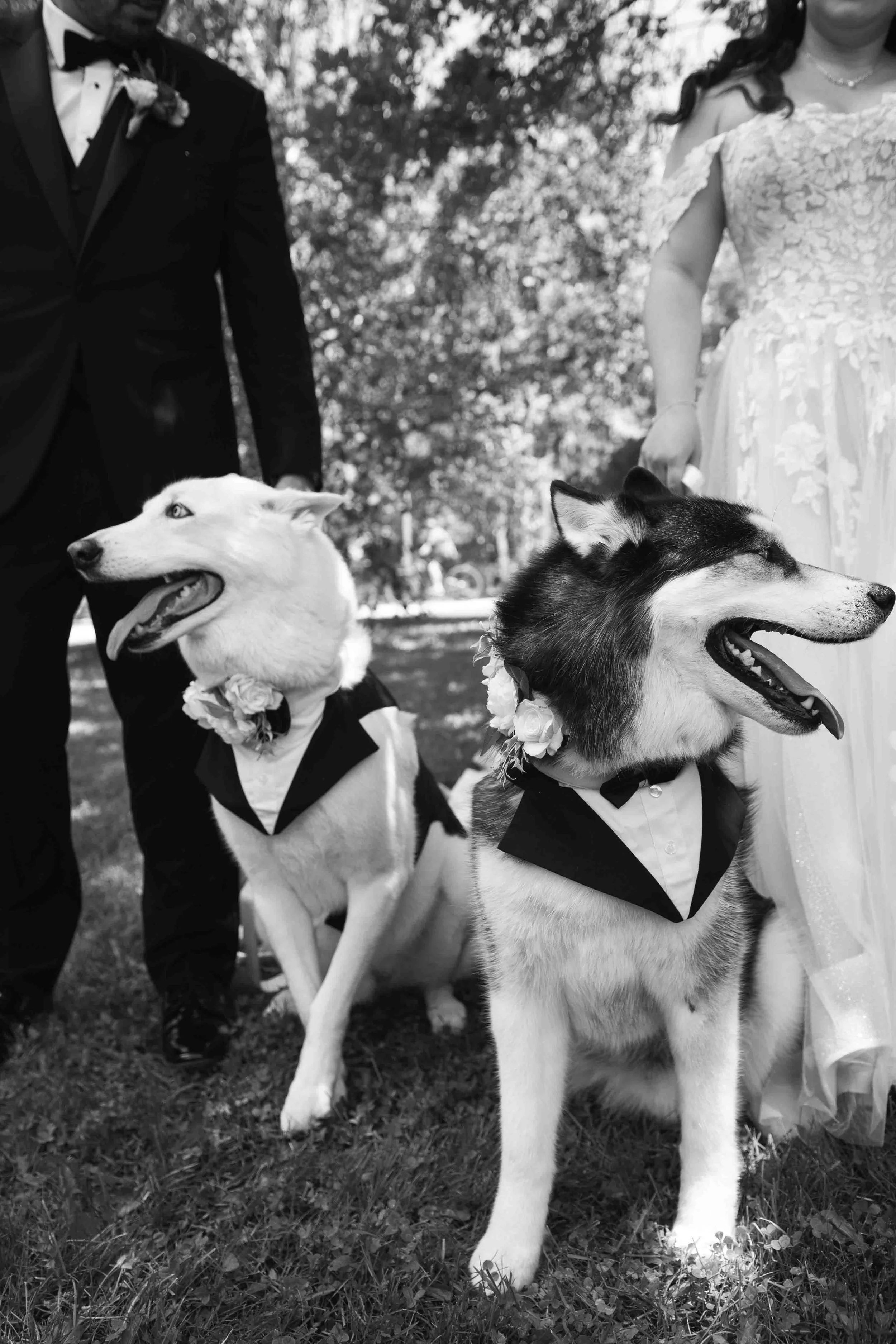 Black and White Pre-Wedding Photos Arboretum Guelph Ontario