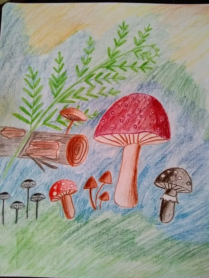 mushrooms.jpeg