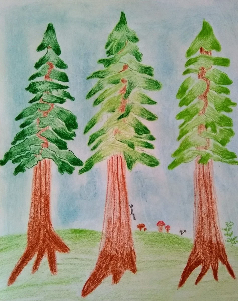 Gallery: 5th Grade Botany Drawings