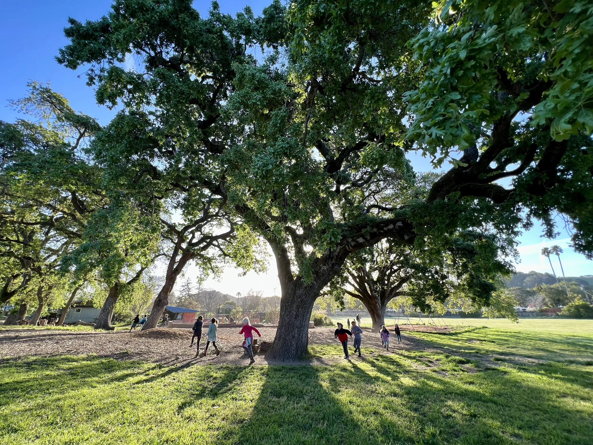 Marin Waldorf — Marin Waldorf School