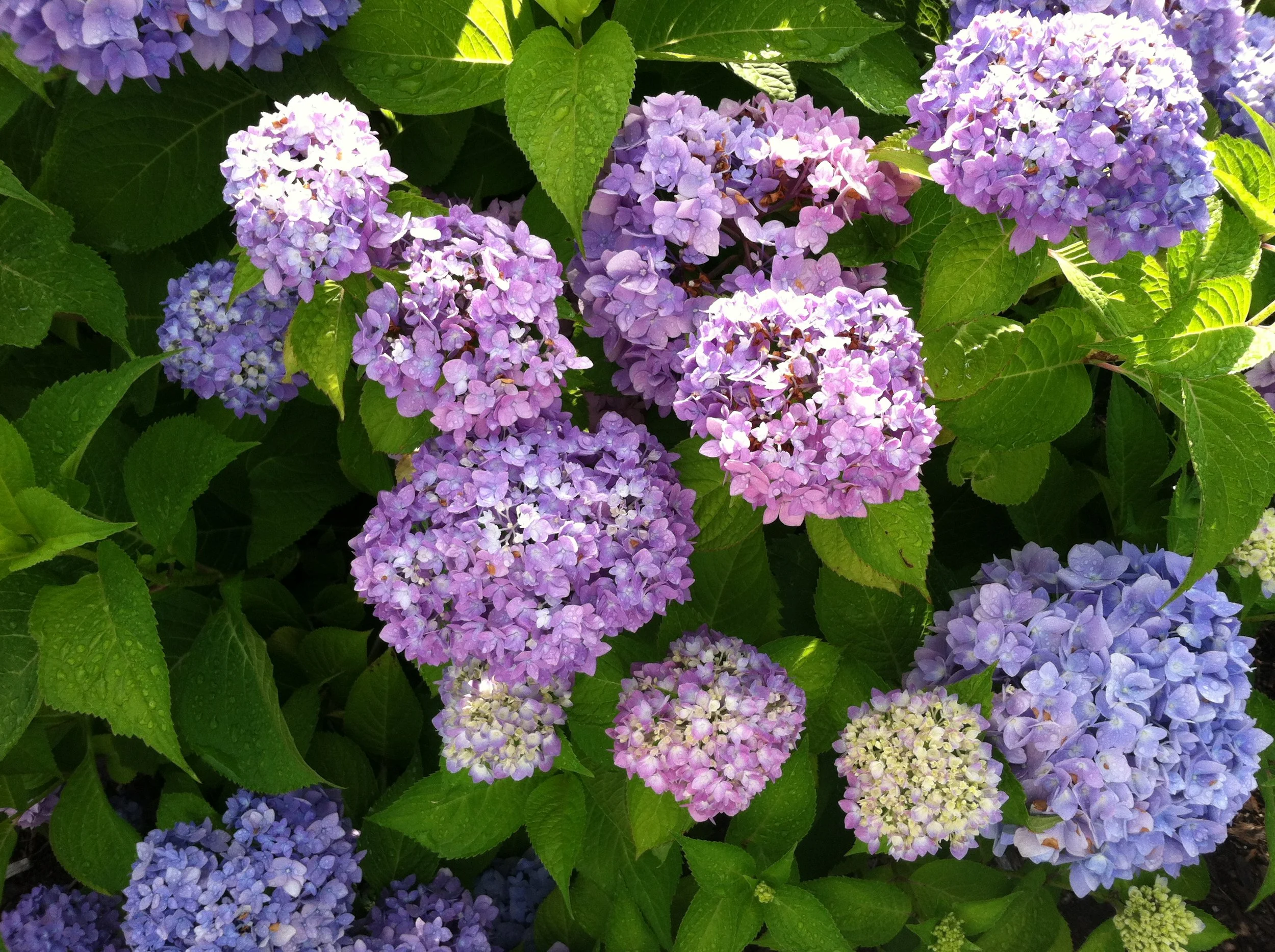 Music and Worship Arts Week