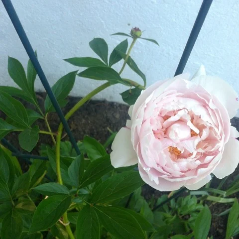 In the Face of Violence