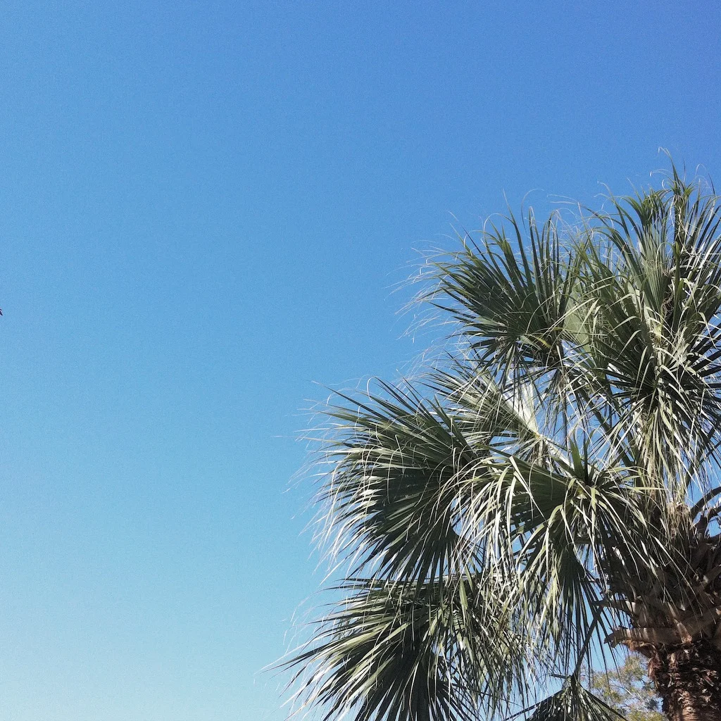 Florida palms | Getting perspective 30,000 feet in the air | @ashleydanyew