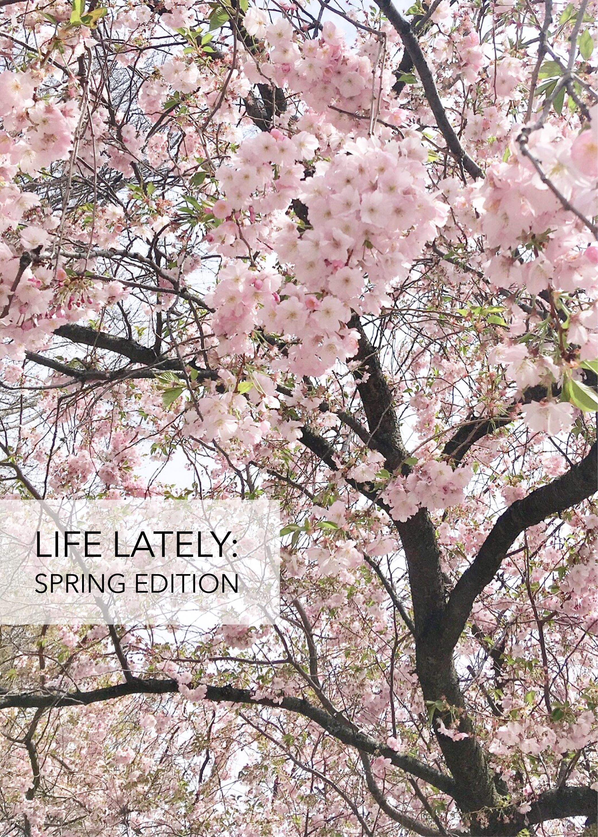 Life Lately: Spring Edition