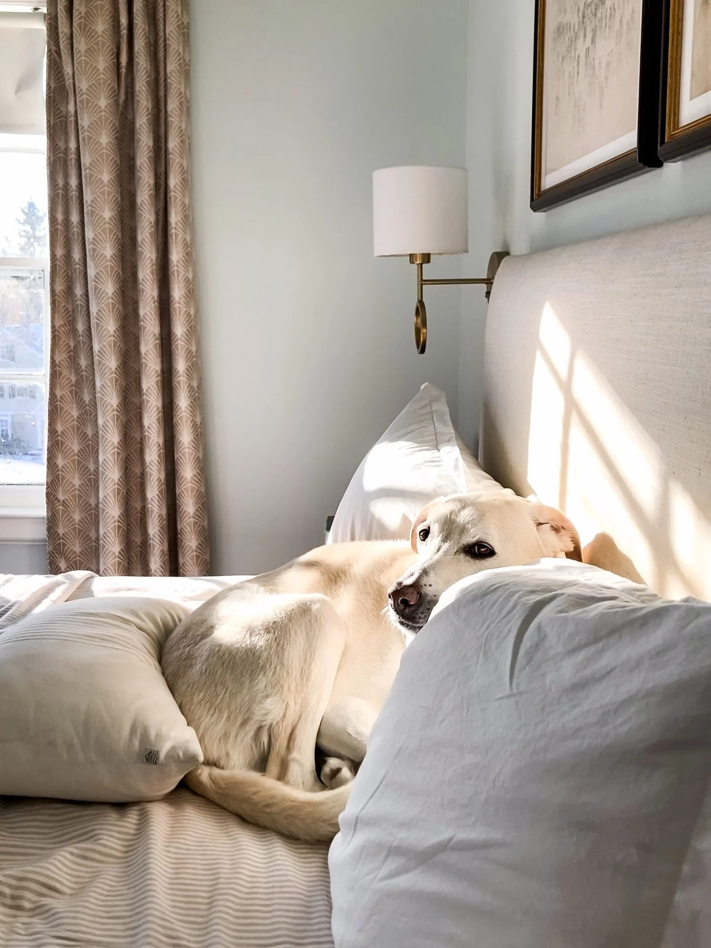 Finders, keepers. We&rsquo;re all happy to see the sun today. ☀️ #rorydoglife