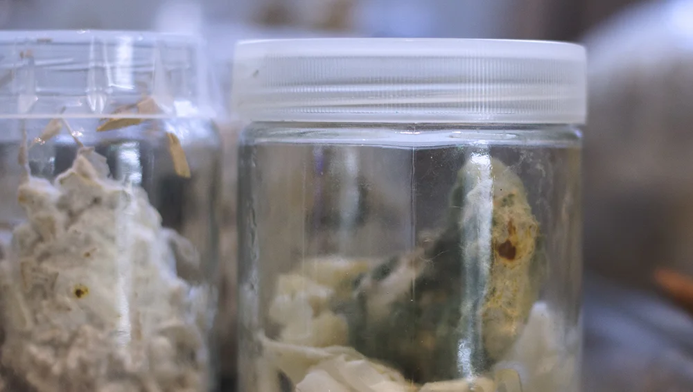 Mycelium cultures(contaminated)