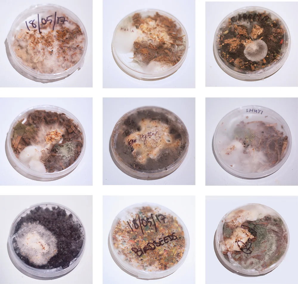 Catalogue of contaminated species 5.18-6.15 2017