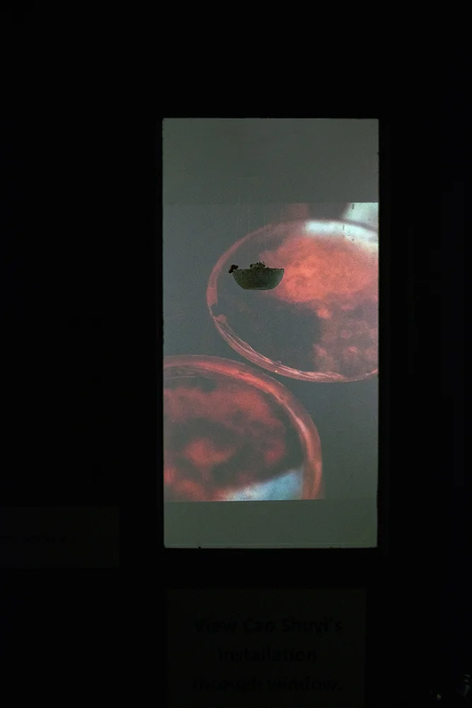 Zone 2017 Two-channel video installation with mycelium sculptures and smell