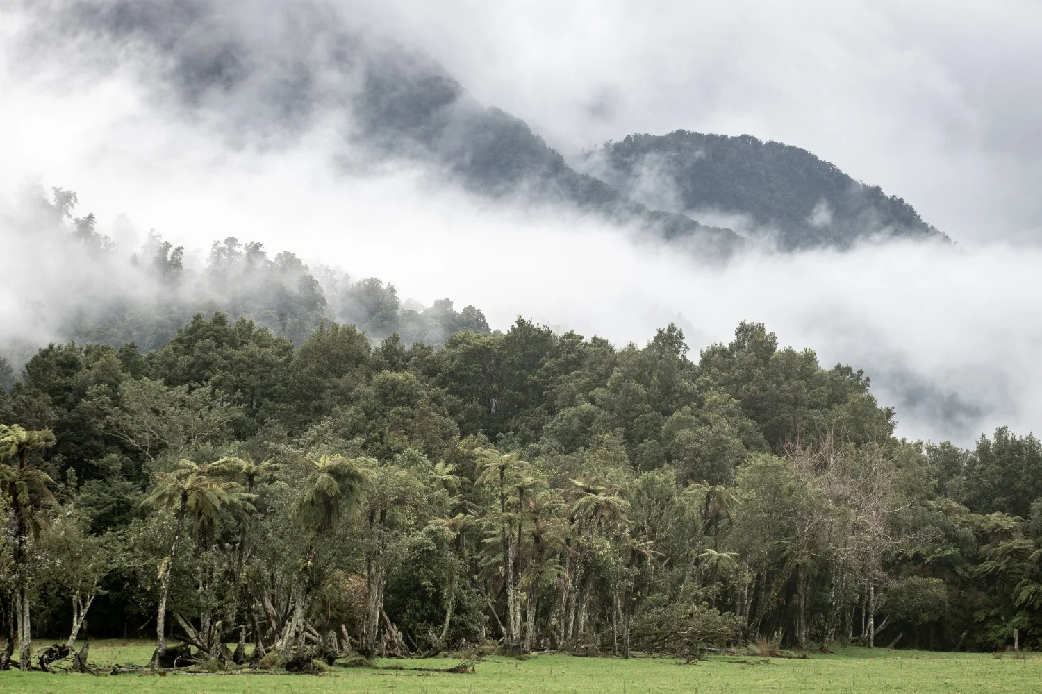 TreeMist (1 of 1).jpg
