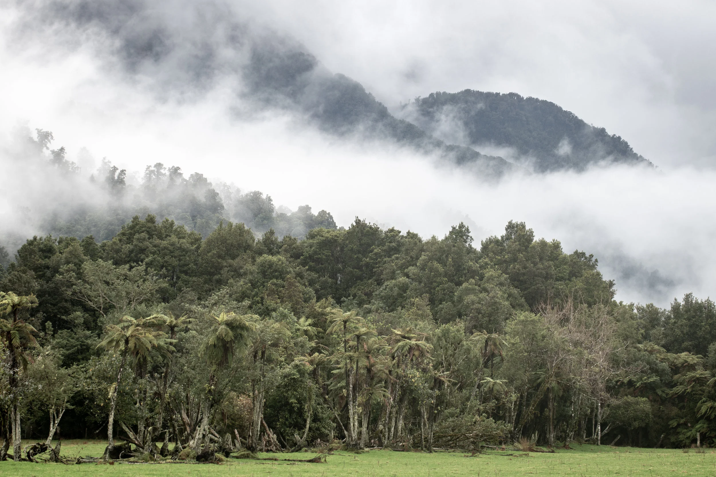 New Zealand Mist