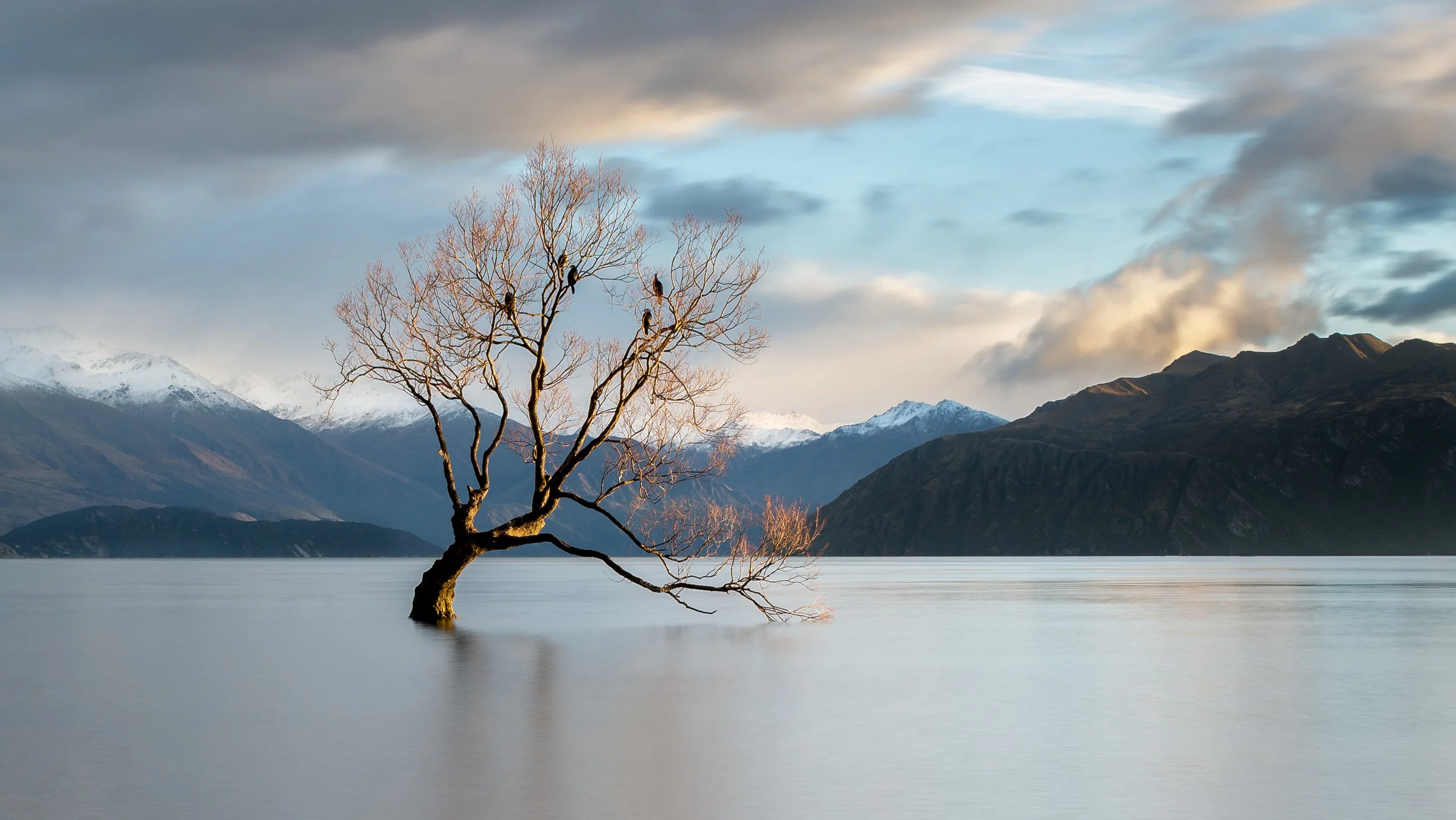Wanaka Tree