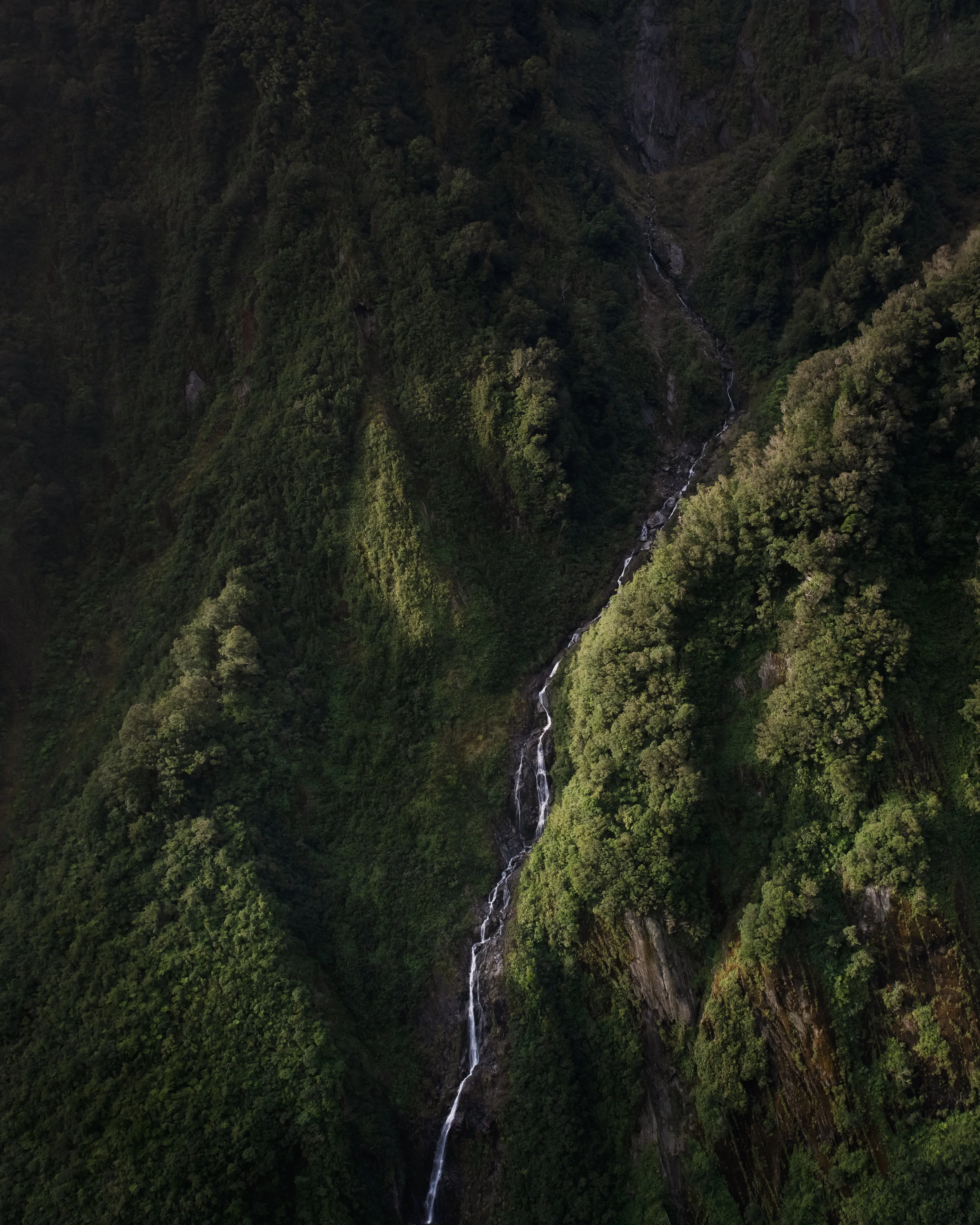ForestPS (1 of 1).jpg