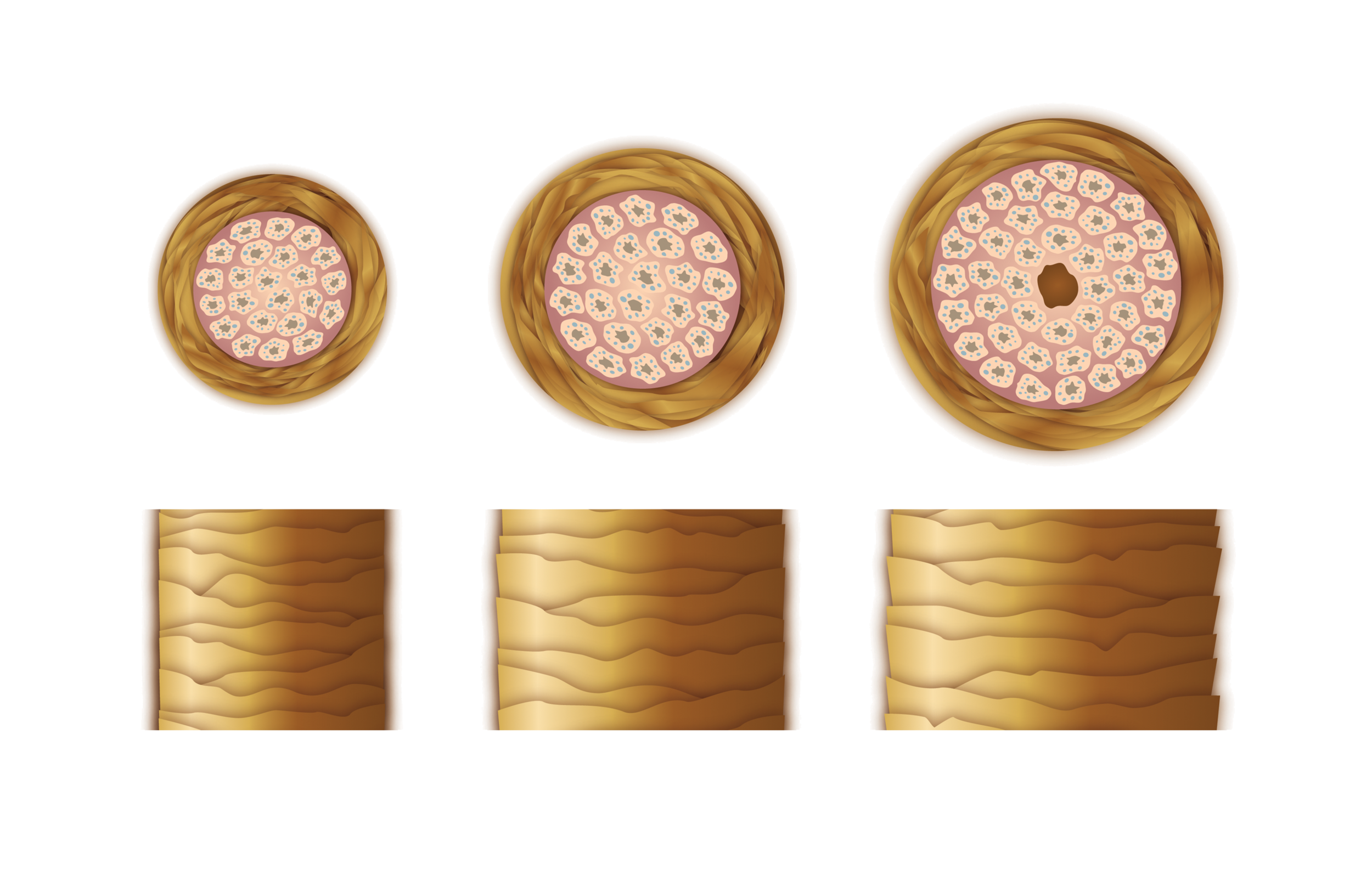 2_hairdiameter.png