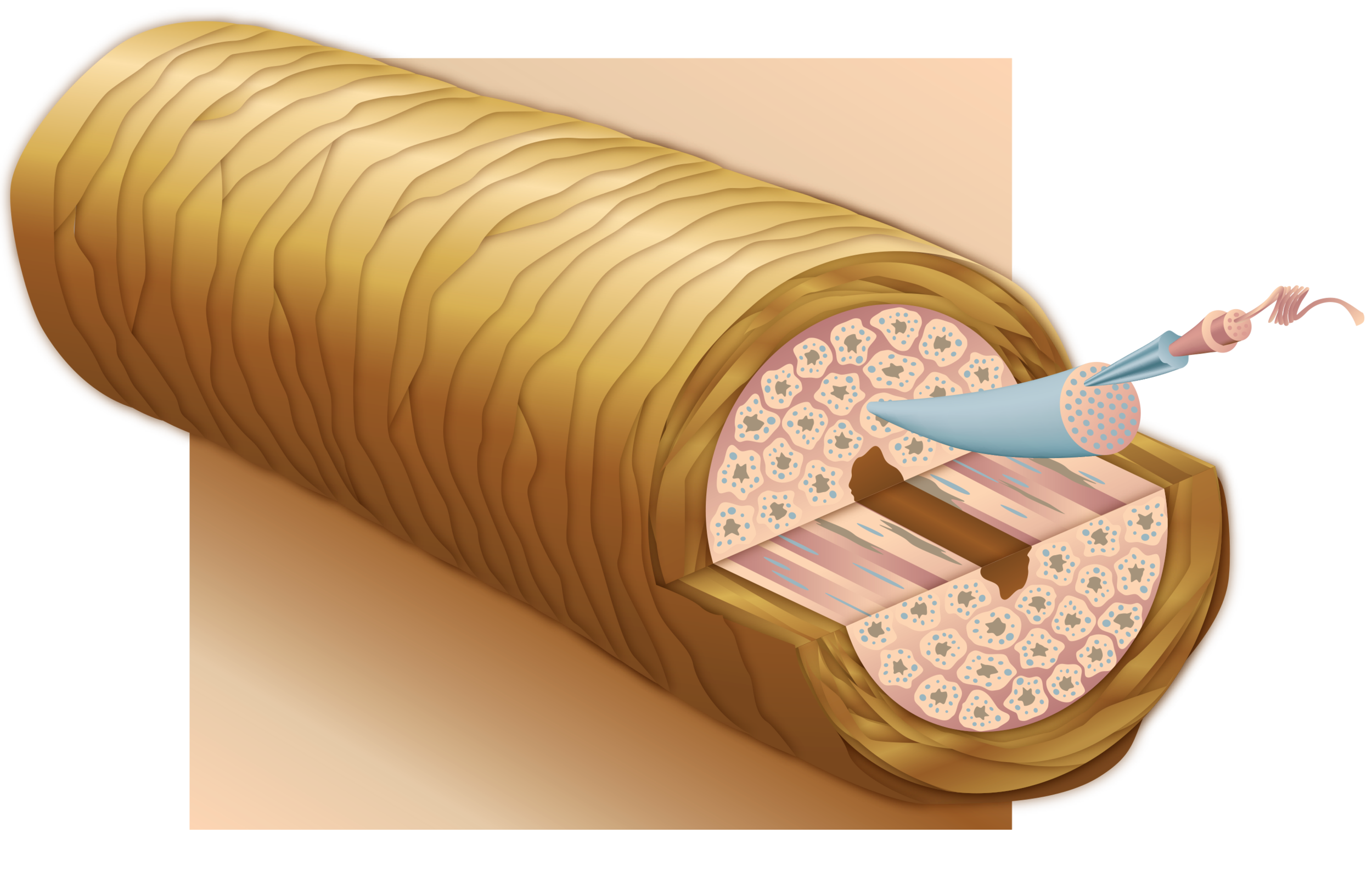 2_haircrosssection.png