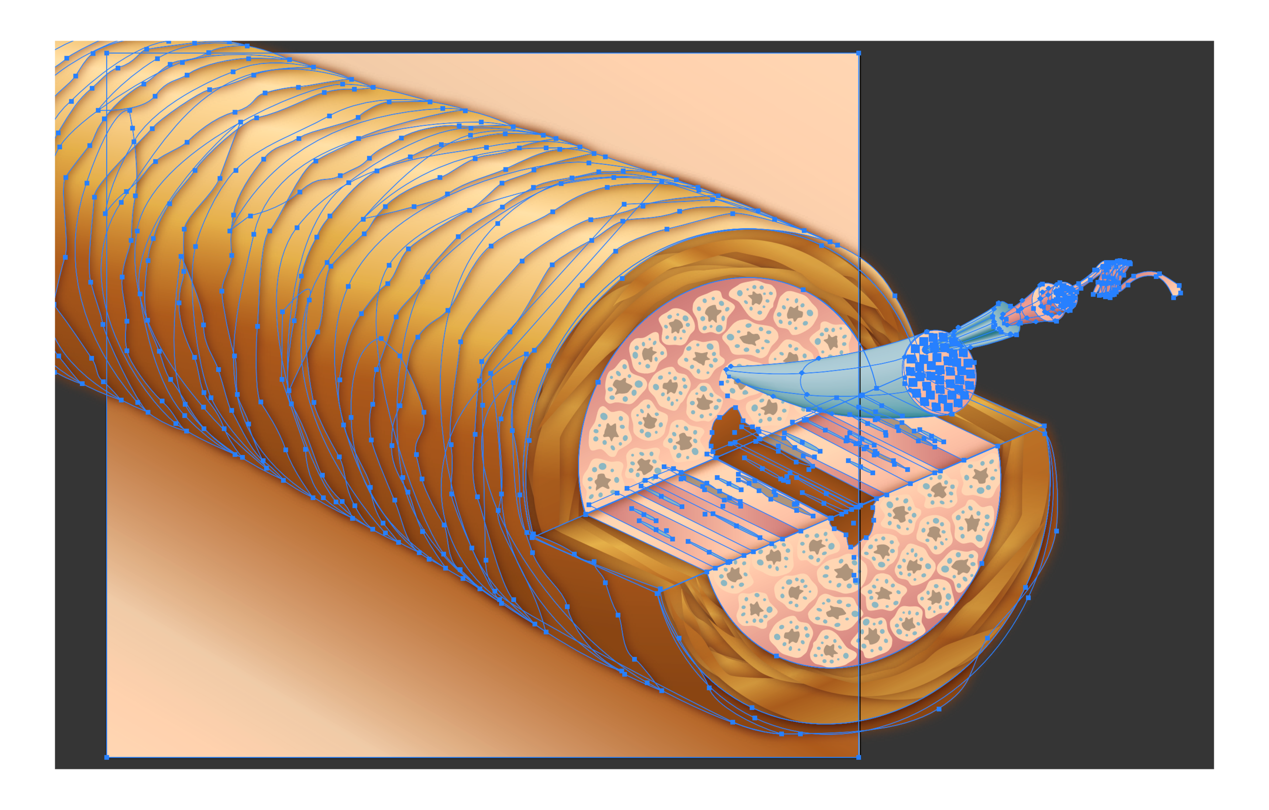 2_haircrosssectionselect.png