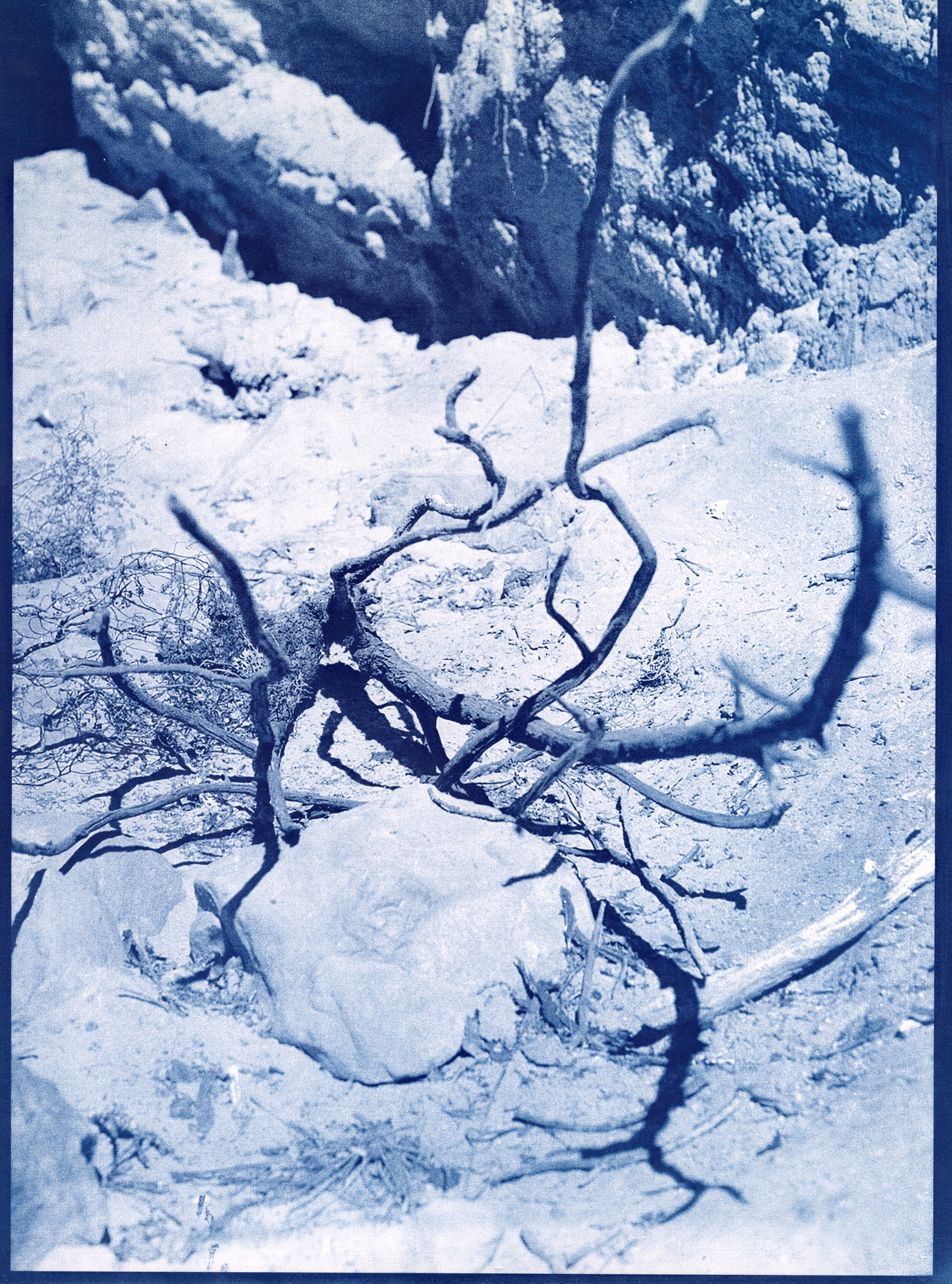 cyanotype branch 1.jpg
