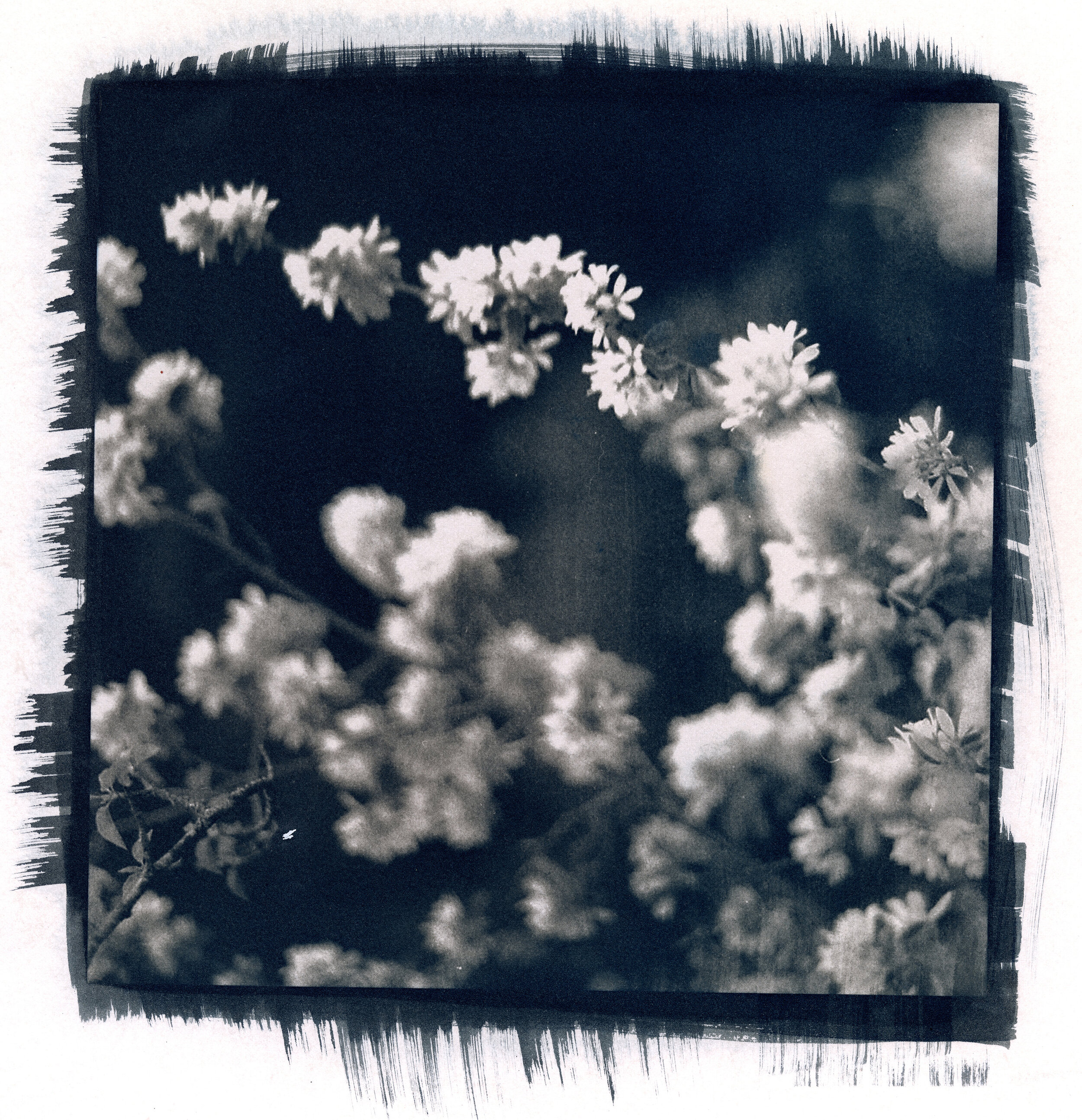 cyanotype flowers 3 toned.jpg