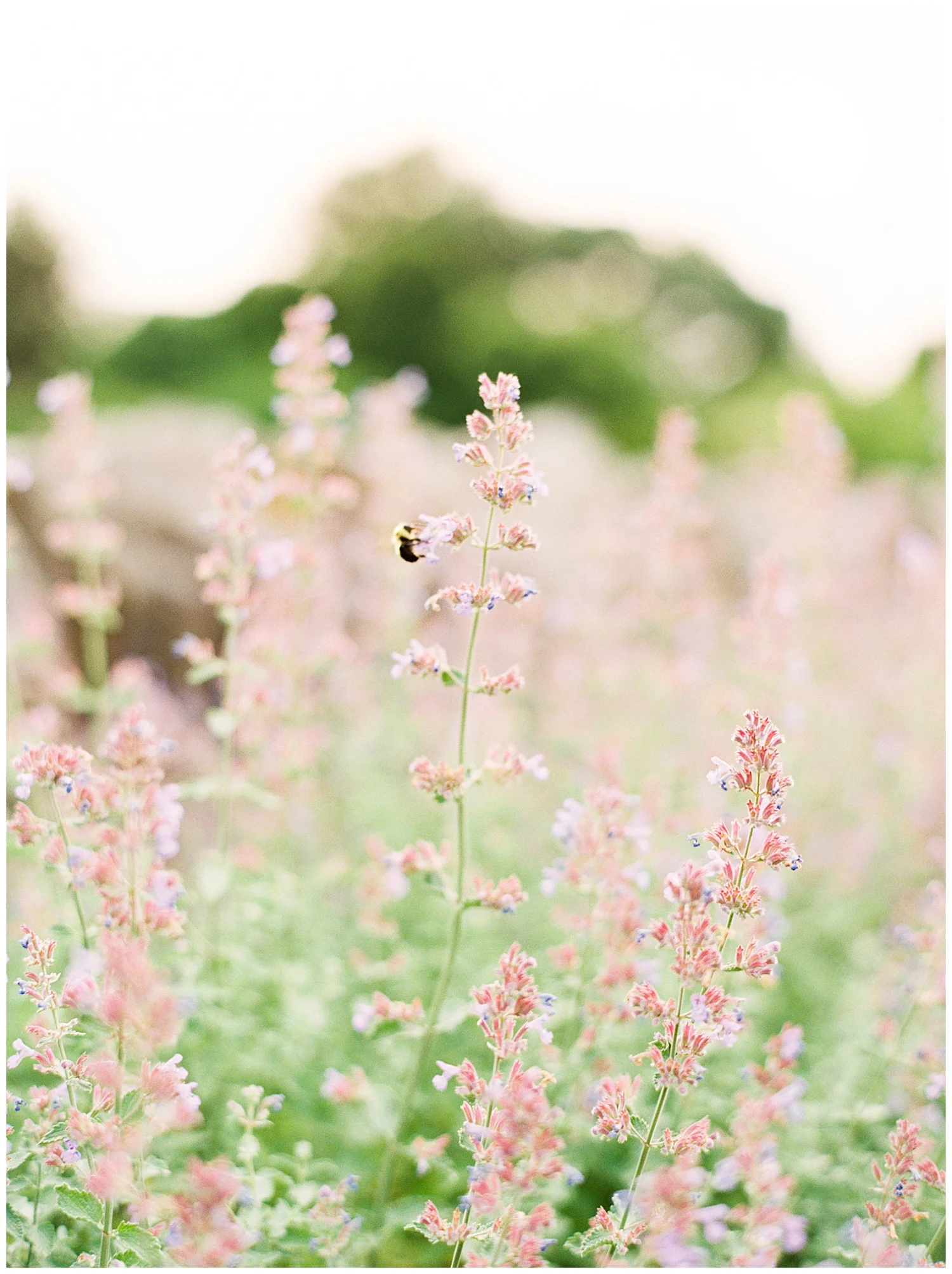 I really enjoying making a point to photograph the florals and wildlife that surround the engagement session scenery! When looking back on their gallery, I really want my couples to feel like they’re right back in that place and time, and can hear, smell, and feel everything that was going on right in that moment!