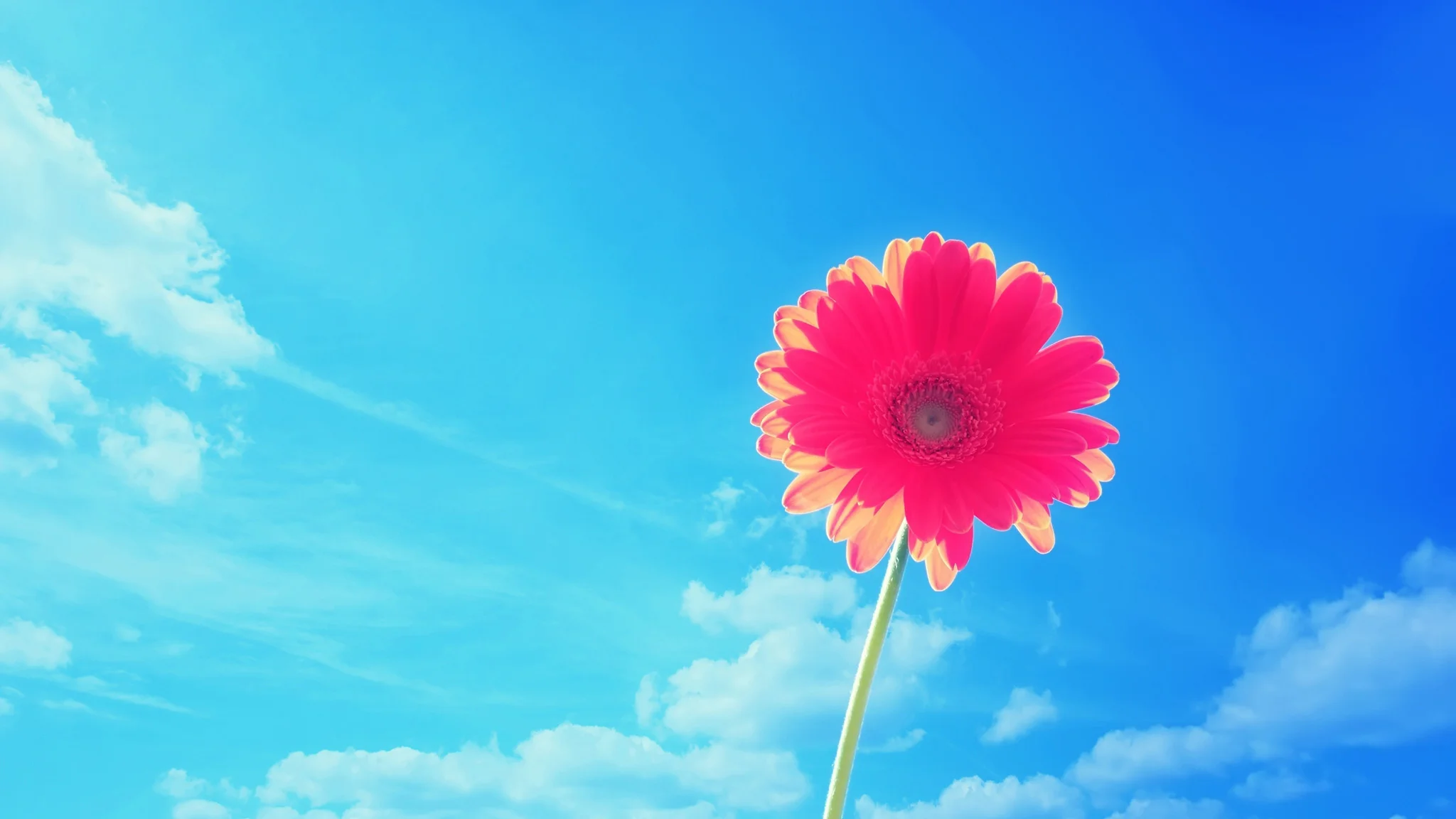 bright-flower.jpg