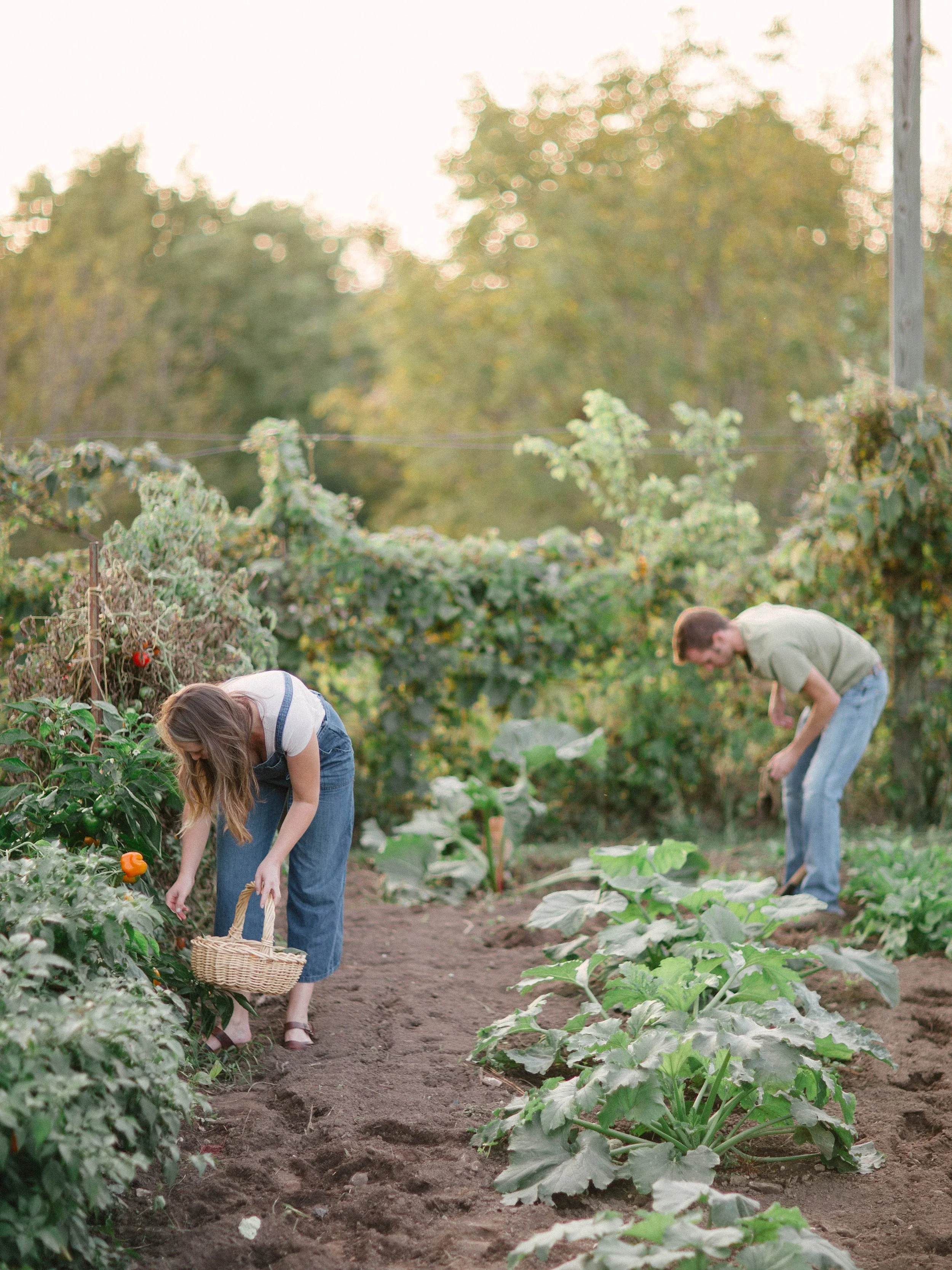 vegetablegardenmorganworley_0003.jpg