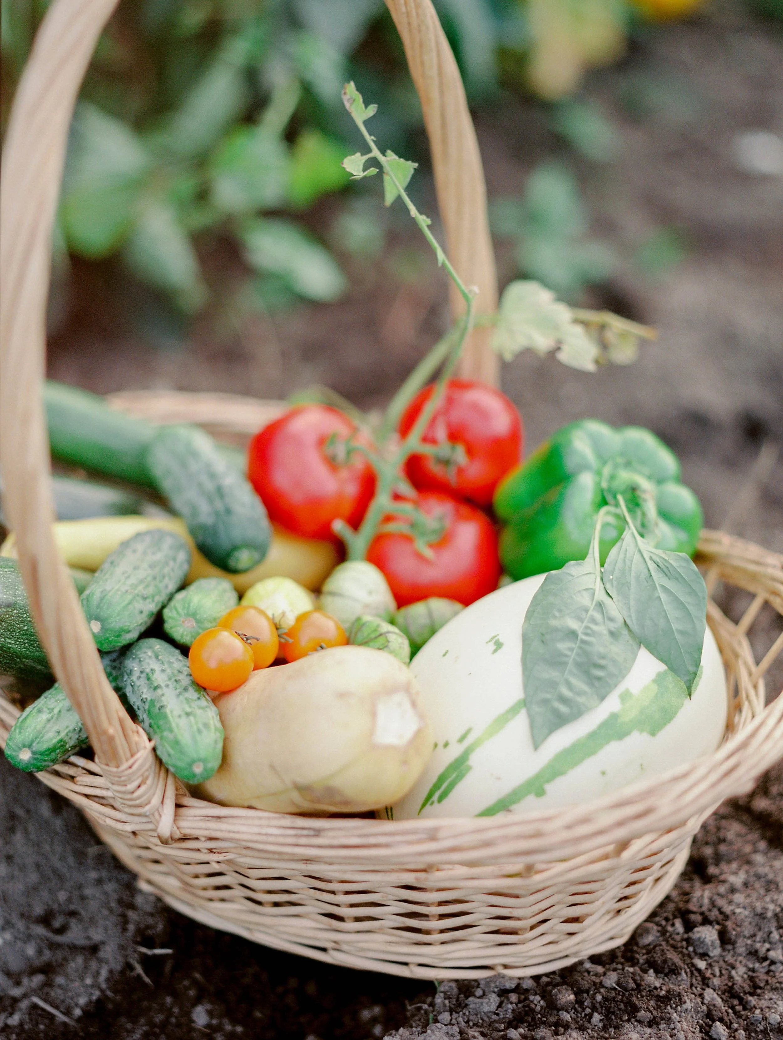vegetablegardenmorganworley_0015.jpg