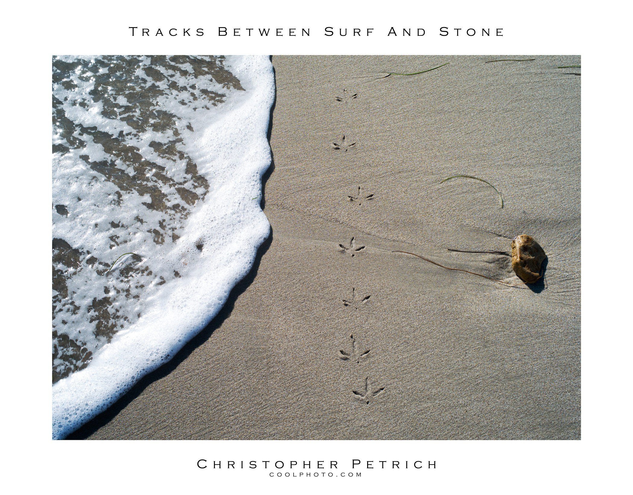 Bird Tracks Between Surf And Stone