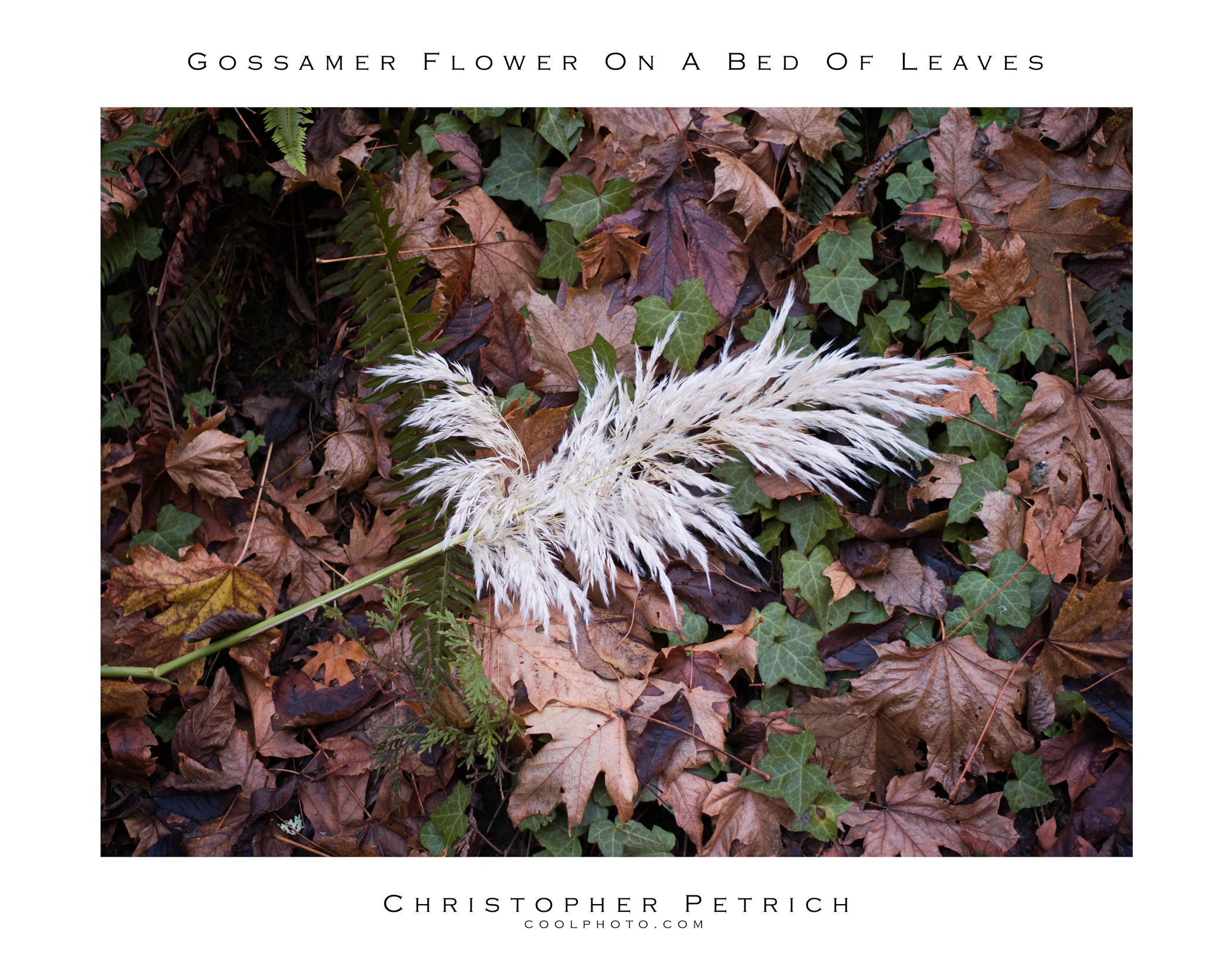 Gossamer Flower On A Bed Of Leaves