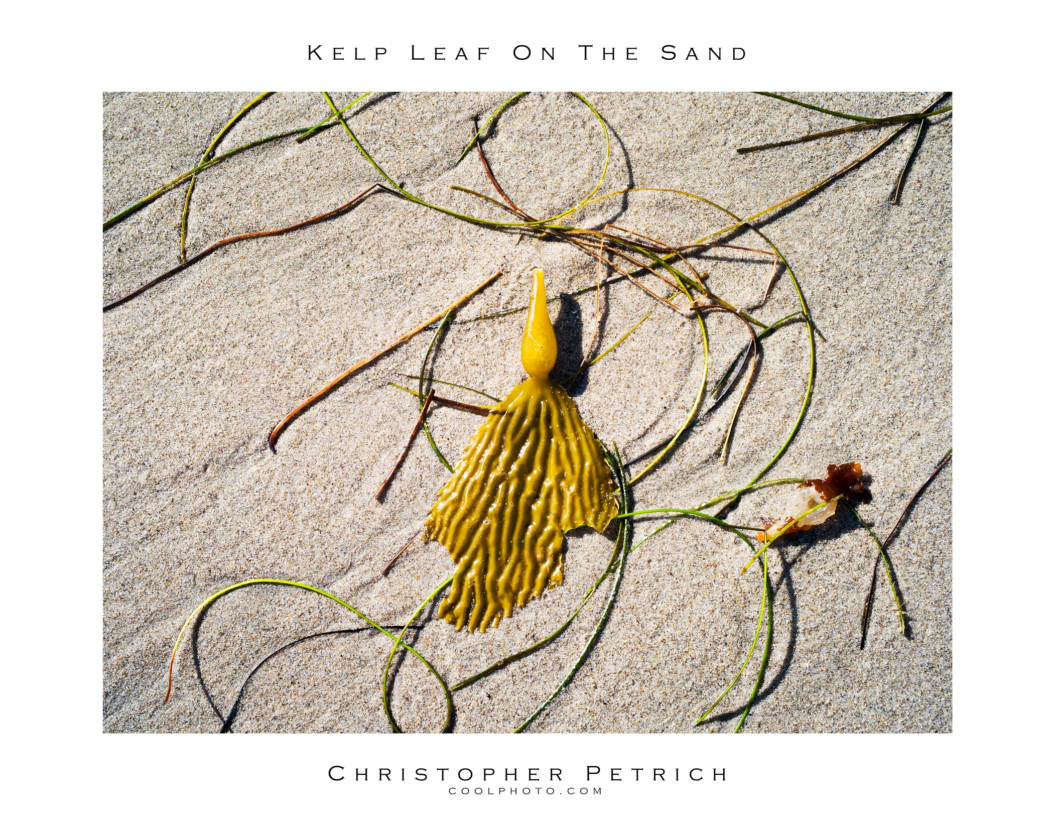 Kelp Leaf On The Sand