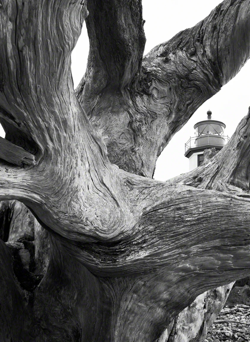 Alki Point Lighthouse, Lantern Through a Massive Drift Stump