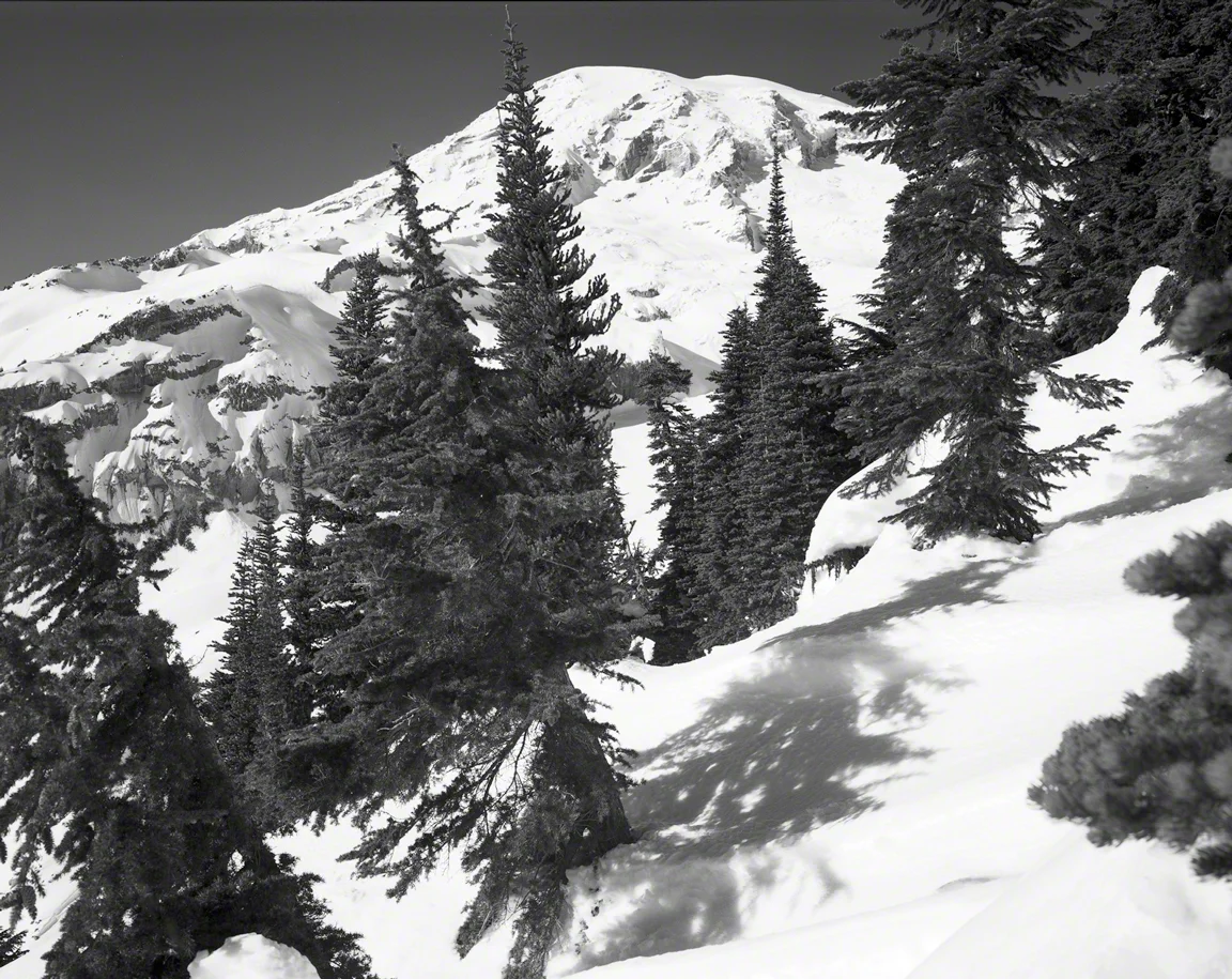 From Skyline Trail, Through Trees