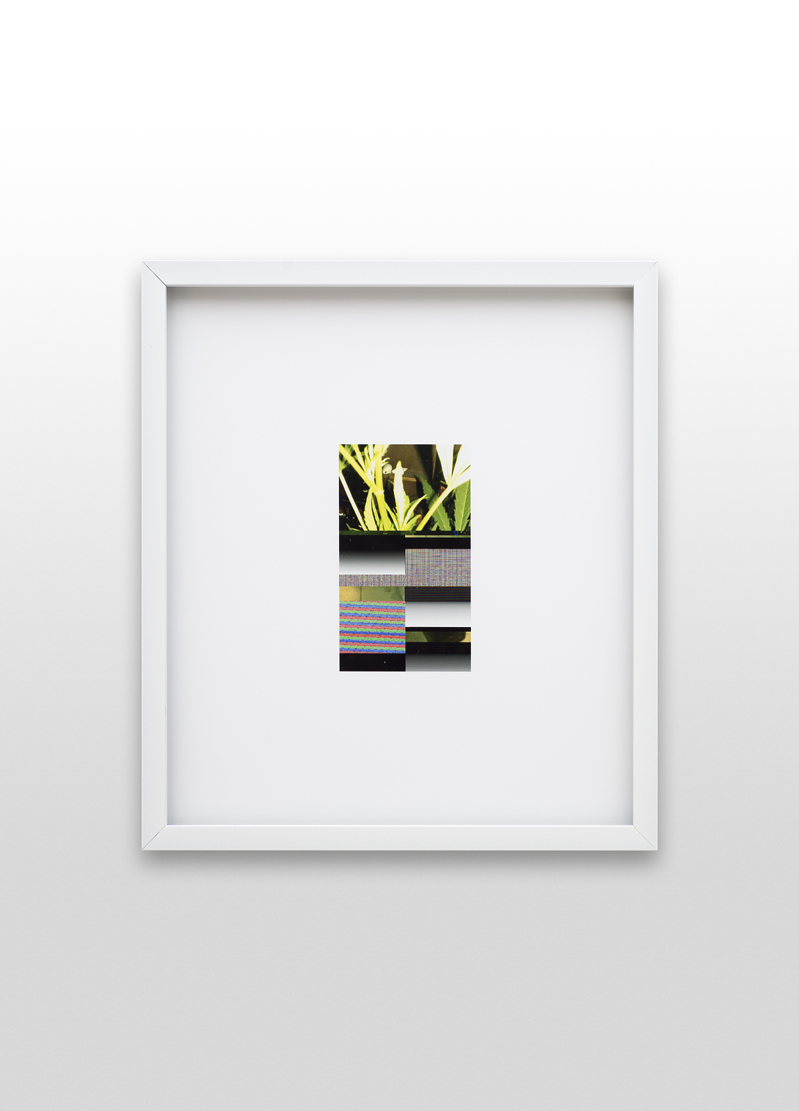 IMG38 (weed w_ shells), 2014
