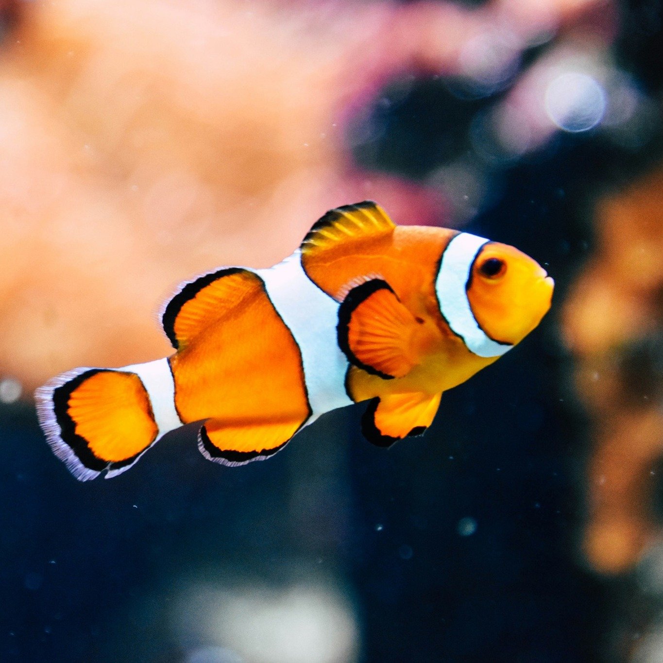 Davidson-Davie Community College is hosting their Spring Open Aquarium on Friday, April 19th from 4:00PM to 7:00PM. At DCCC, it will be located in the Davidson Campus, Sinclair Building. FREE EVENT!
.
.
.
#thomasville #thomasvillenctourism #thomasvil