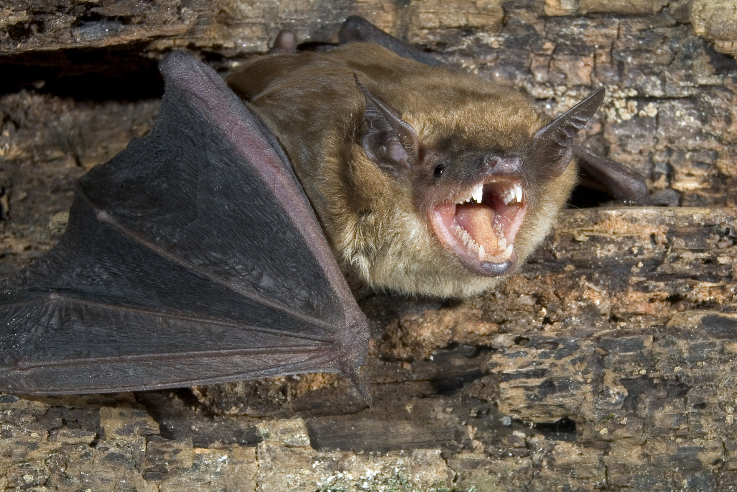Bats in the mines